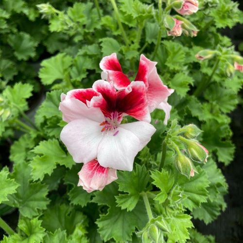 Pelargonium Candy Peach Cloud