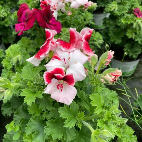 Pelargonium Candy Peach Cloud