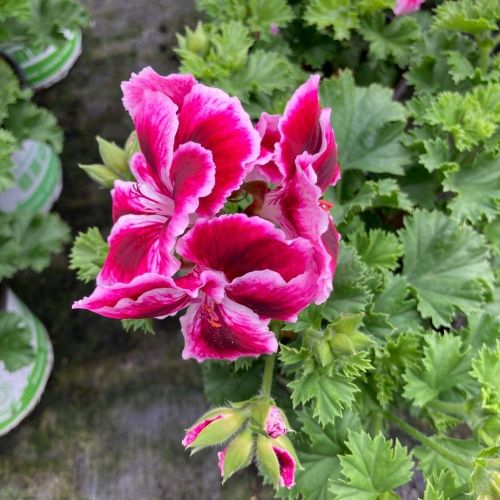 Pelargonium Collection Bella Donna Mauve et Blanc