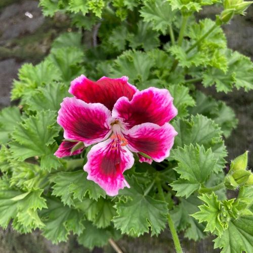 Pelargonium Collection Bella Donna Mauve et Blanc