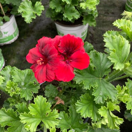 Pelargonium Pac Candy Flower Bright Red