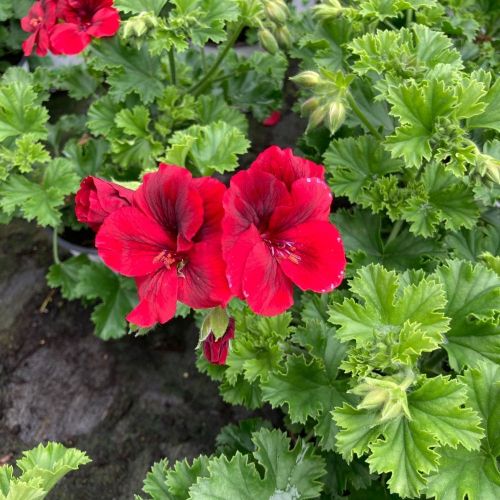 Pelargonium Pac Candy Flower Bright Red