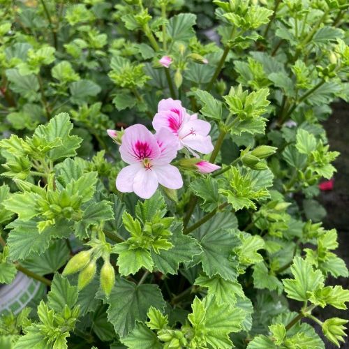 Pelargonium Angeleyes Bicolor Improved