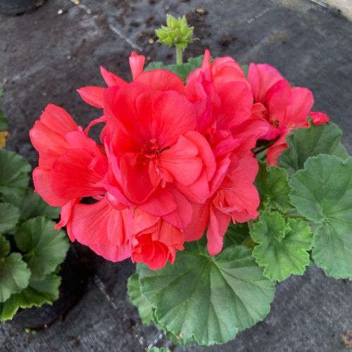 Geranium Zonal Gabella Rose