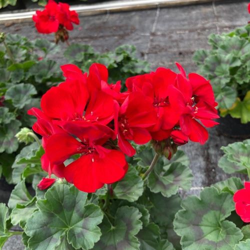 Geranium Zonal Sarita Dark Red