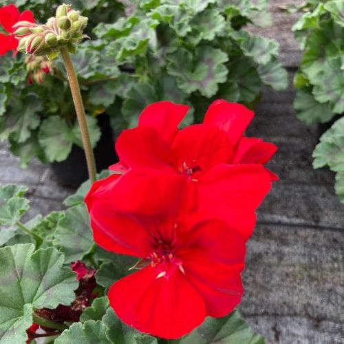Geranium Zonal Sarita Dark Red