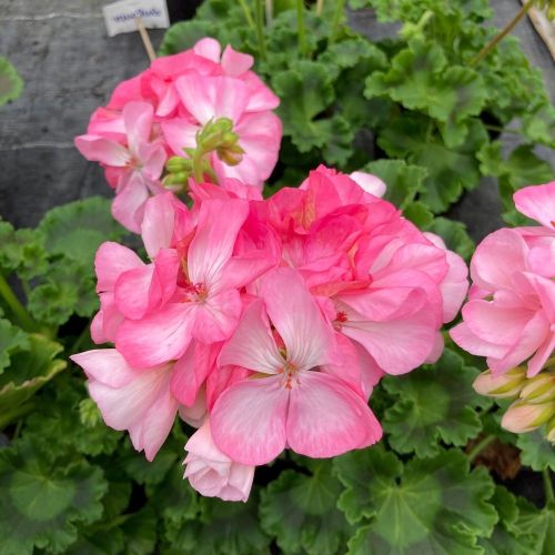 Geranium Zonal Classic Aquarello