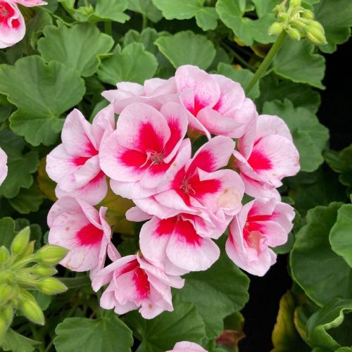 Geranium Zonal Americana White Splash