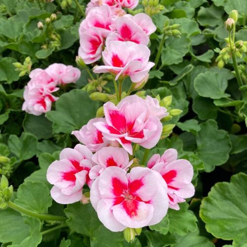 Geranium Zonal Americana White Splash