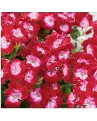 Pelargonium Pac Bermuda Cherry