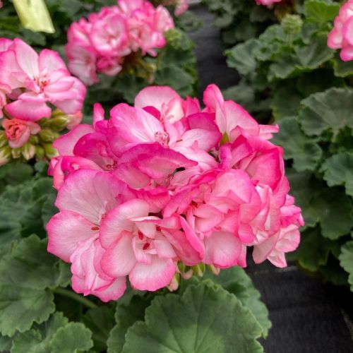 Geranium Zonal Bunny Strawberry