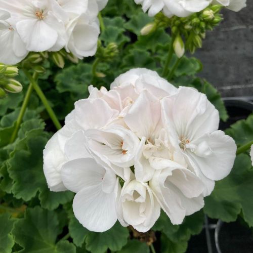 Geranium Zonal Classic White