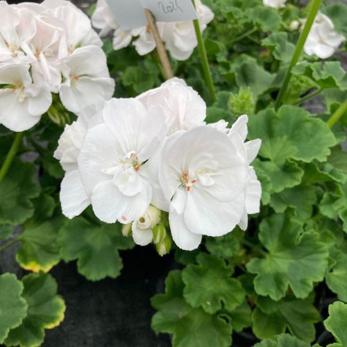 Geranium Zonal Classic White