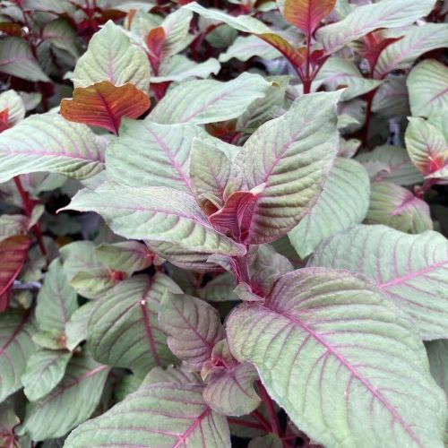 Fuchsia Garteinmeister Rouge