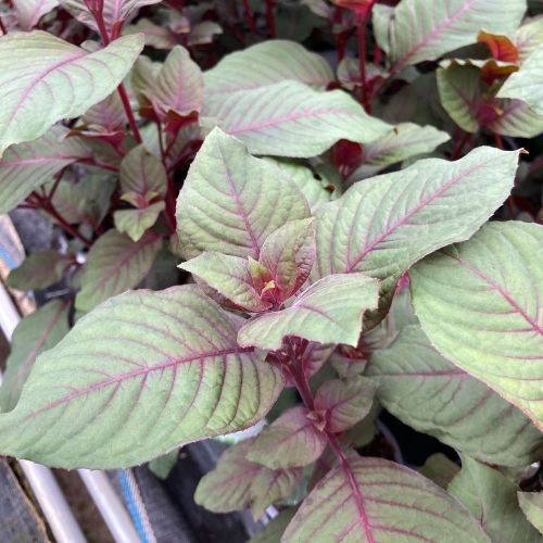 Fuchsia Garteinmeister Rouge