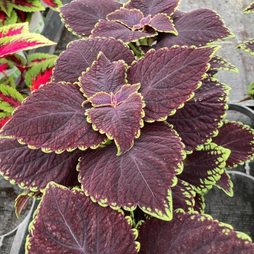 Coleus Abbey Road
