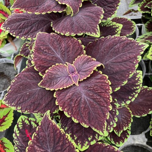 Coleus Abbey Road