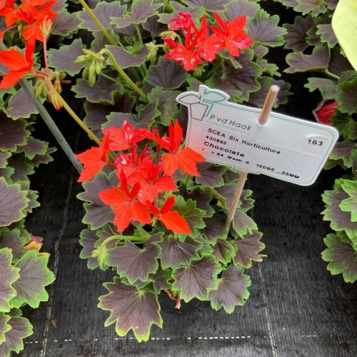 Geranium Zonal Firework Chocolate