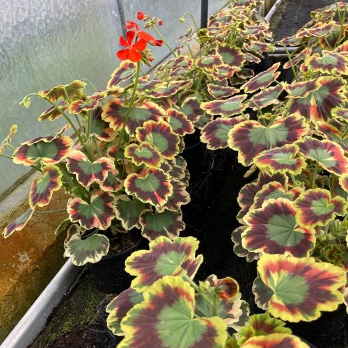Geranium Zonal Panaché Mrs Pollock rouge