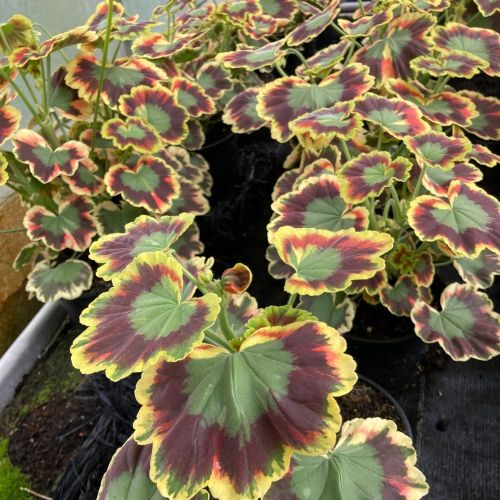 Geranium Zonal Panaché Mrs Pollock rouge