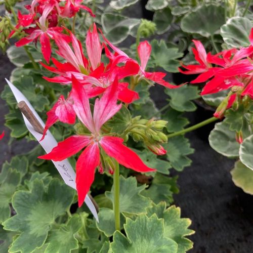 Geranium Zonal Fireworks rouge blanc
