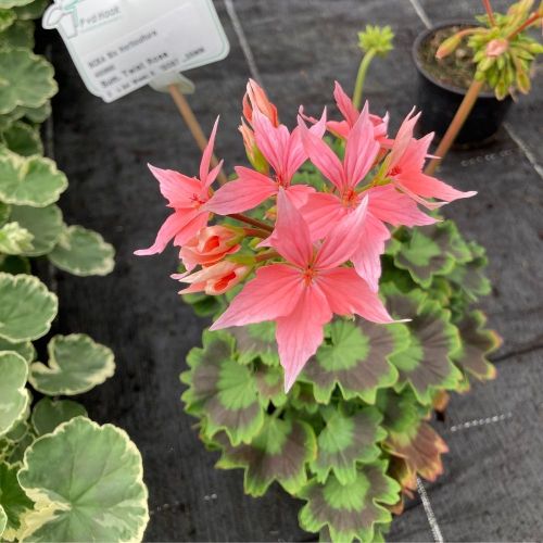 Geranium Zonal Fireworks rose