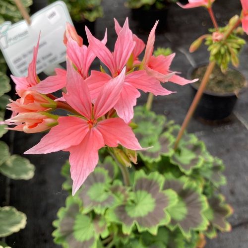 Geranium Zonal Fireworks rose