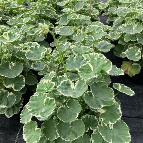 Geranium Zonal panaché Mme Salleron rose