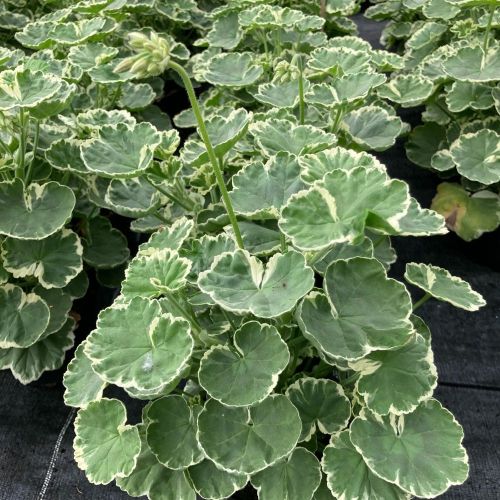 Geranium Zonal panaché Mme Salleron rose
