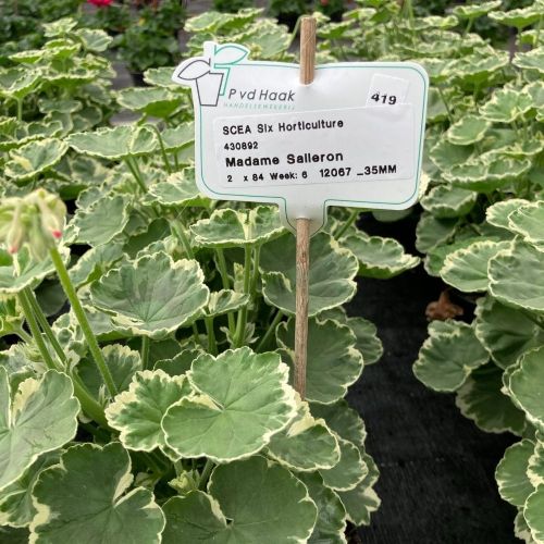 Geranium Zonal panaché Mme Salleron rose