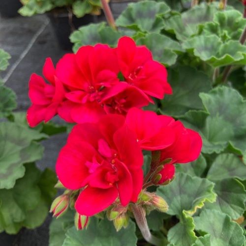 Geranium Zonal Calioppe Red Splash