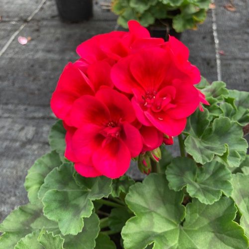 Geranium Zonal Calioppe Red Splash