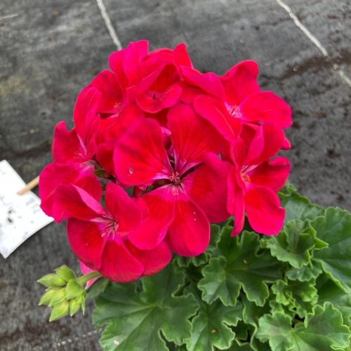 Geranium Zonal Calioppe Red Splash