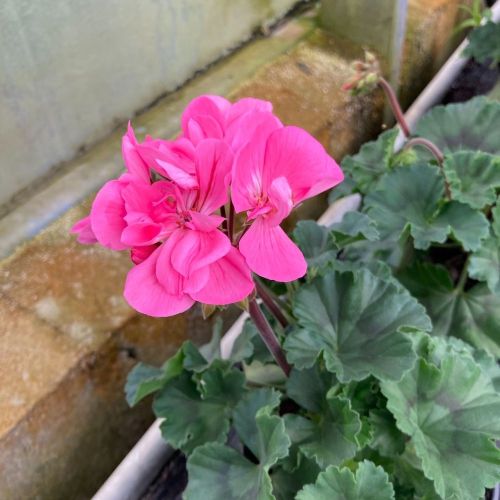 Geranium Zonal Trend Gesa