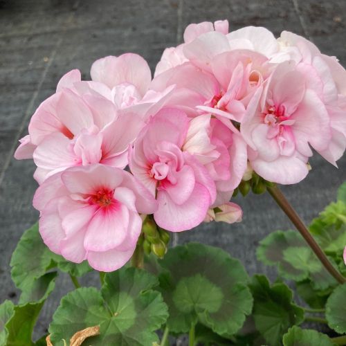 Geranium Zonal Appleblossom