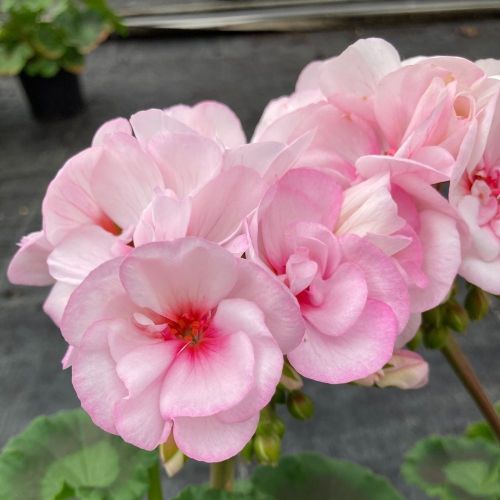 Geranium Zonal Appleblossom