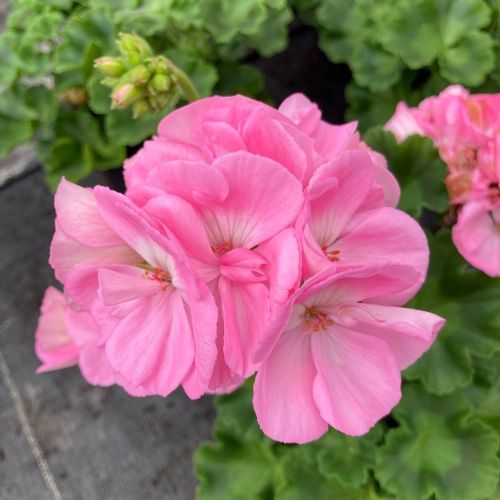 Geranium Zonal Trend Gesa