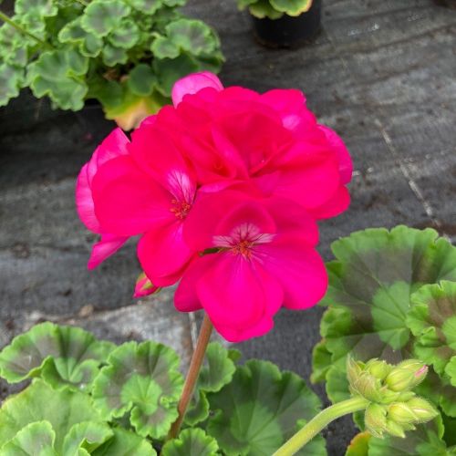 Geranium Zonal Toscana Regina