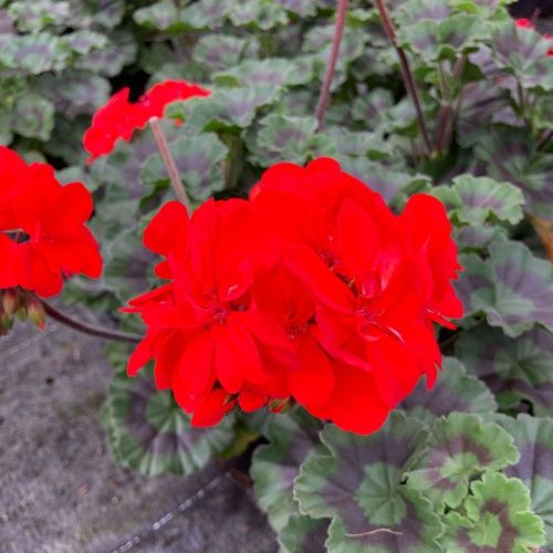 Geranium Zonal Savannah Really Red