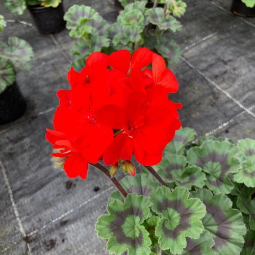 Geranium Zonal Savannah Really Red