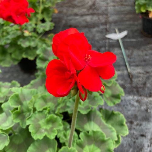 Geranium Zonal Savannah Really Red
