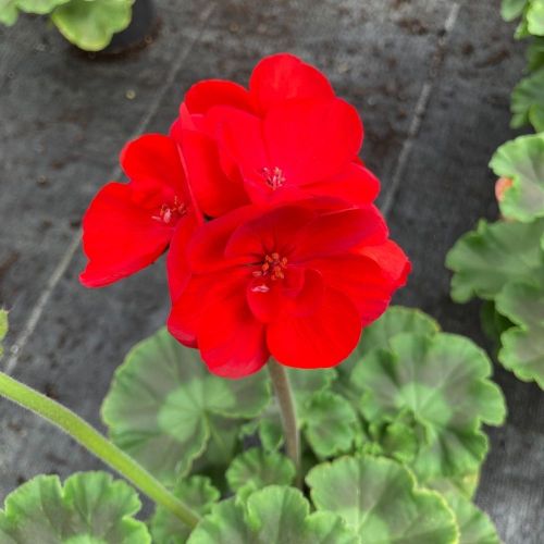 Geranium Zonal Savannah Really Red