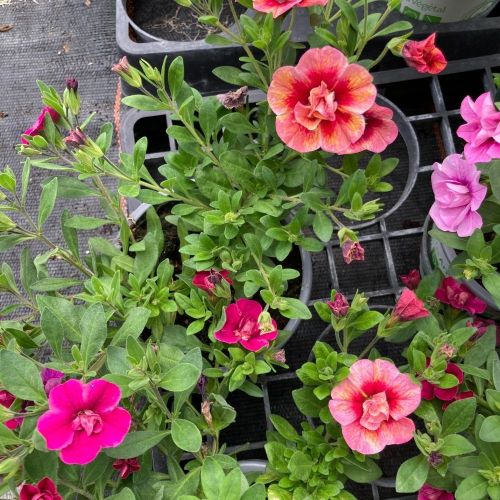 Mélange Fleuri Confetti Trio Garden Mycolour Clash