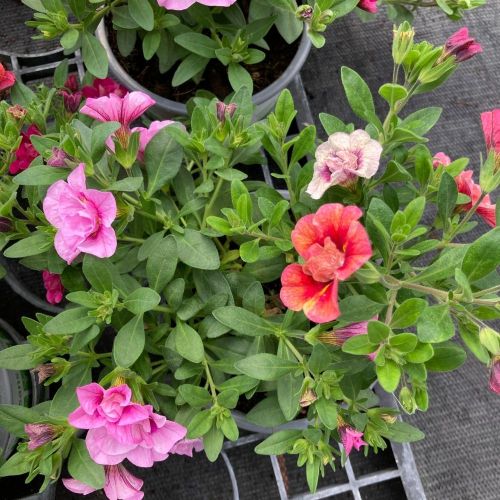 Mélange Fleuri Confetti Trio Garden Mycolour Clash