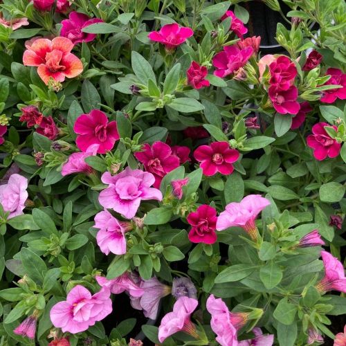 Mélange Fleuri Confetti Trio Garden Mycolour Clash