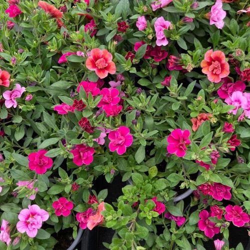 Mélange Fleuri Confetti Trio Garden Mycolour Clash