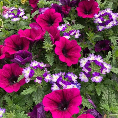 Mélange Fleuri Confetti Liner Trio Garden Shoching Purple