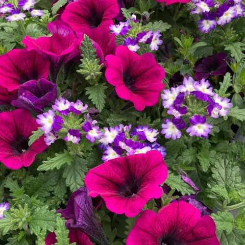 Mélange Fleuri Confetti Liner Trio Garden Shoching Purple