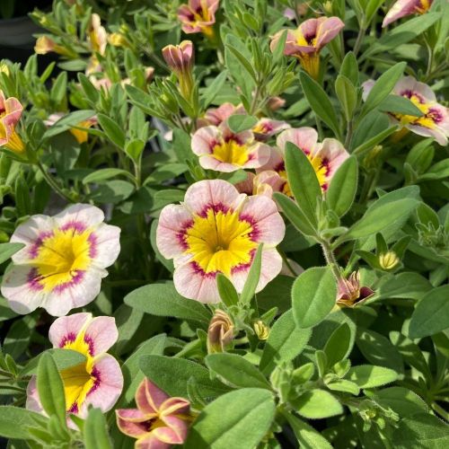 Calibrachoa Tik Tok Crystal Mauve Orangé