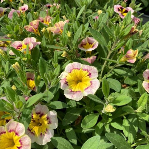 Calibrachoa Tik Tok Crystal Mauve Orangé